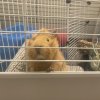 Family of four piggies need a spacious home!