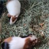 2 month old female bonded piggies