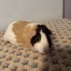 Rehoming  2 Bonded Guinea Pig Trios