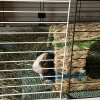 4 Sweet Female guinea pigs need your love