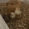 Pumpkin and Sprout