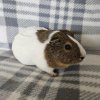 Luna, 3 year old female