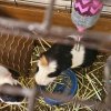 2 Female Guinea Pigs + Cage/Food/Items