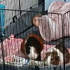 ?URGENT: Need Loving Home for Baby Pigs