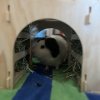 3 guineas: 2 female, 1 male New Pal area!