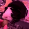 Abyssinian Female Guinea Pig | Name: Daisy