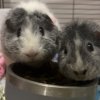 skye and izzy