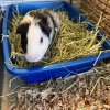 2 Bonded Male Guinea Pigs