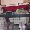 2 Female Guinea Pigs need to re-home