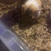 Tricolor and Himalayan male guinea pigs