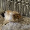 2 year old female and 5 week old male Guinea