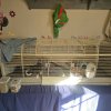 2 male guiena pigs, comes with cage/liners