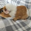 Minnie, 2 year old female