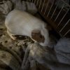 2 year old female and 5 week old male Guinea