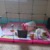 2 guinea pigs a cage, bedding, toys, and food