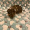 Female Guinea pigs