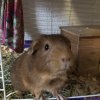 Female ginger Guinea pig in need of a home!