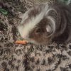 Two male guineas need a new home