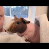 Young Male Skinny Pig - sweetest boy ever!