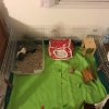 2 Female Guinea Pigs Need a Good Home