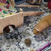 3 sweet female guinea pigs