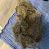Four Young Guinea Pigs for rehoming