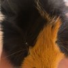 Bonded Pair of Guinea Pigs - supplies include