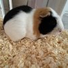 Kevin and Pumpkin has an amazing habitat!!