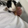 Two Male Guinea Pigs, healthy,young,friendly