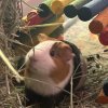 Single Male Guinea Pig Looking For New Home