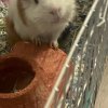 Two males with cage. Bonded duo.