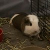 Bonded Male Pair with everything included