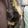 2 Male Guinea Pigs