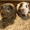 2 guinea pigs looking for loving home