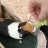 2 female guinea pigs with cage and supplies.