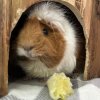 2 Bonded Female Guinea pigs - 3 &amp;amp; 4 years old