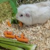 3 Bonded Male Long Haired Guinea Pigs