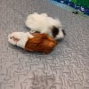Two female guinea pigs.  Lola and Bela.  Two