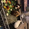 4 Female Guinea Pigs