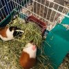 Female and Neutered Male need new home