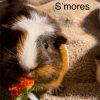 3 bonded female Guinea Pigs