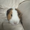 Charlie - 3 year old neutered male