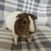 Luna - Unspayed female, 3 years old