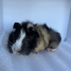 10 Week Old Male Guinea Pig