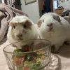 Two bonded female Guinea pigs