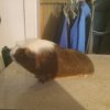 2 male guinea pigs for adoption cage not incl