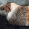 My caring Guinea