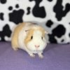 Rehoming a female trio as soon as possible.