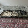 Two Sweet Guinea Pigs + Cage + Supplies