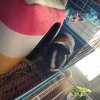 Sweet &amp;amp; sassy 3 yr female, very friendly